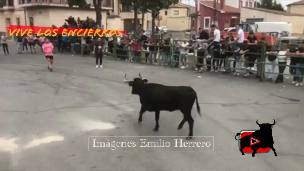 I toro de San Miguel Fuentepelayo 27/09/25