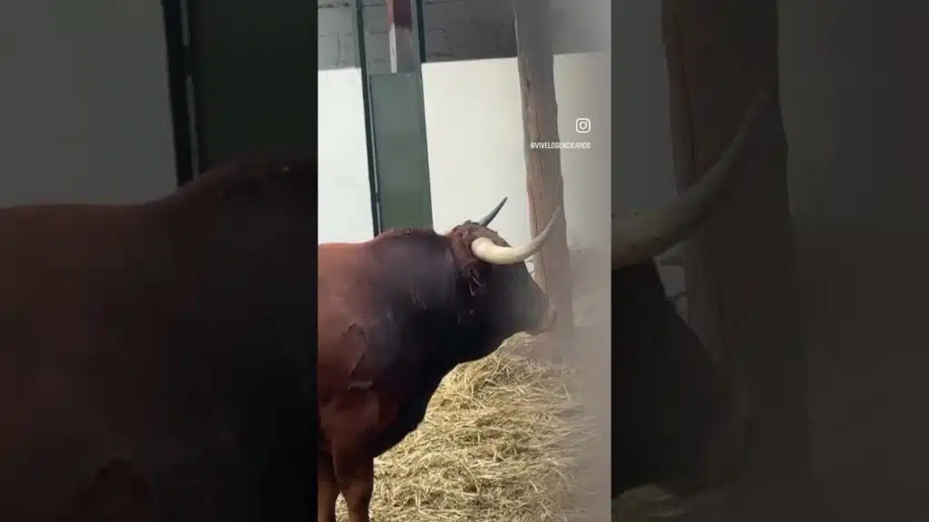 Toros ganadería Montes de Oca Cuéllar #shorts