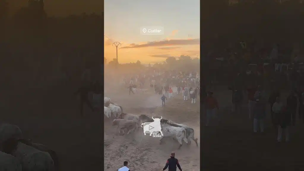 Suelta del último encierro Cuéllar #shorts