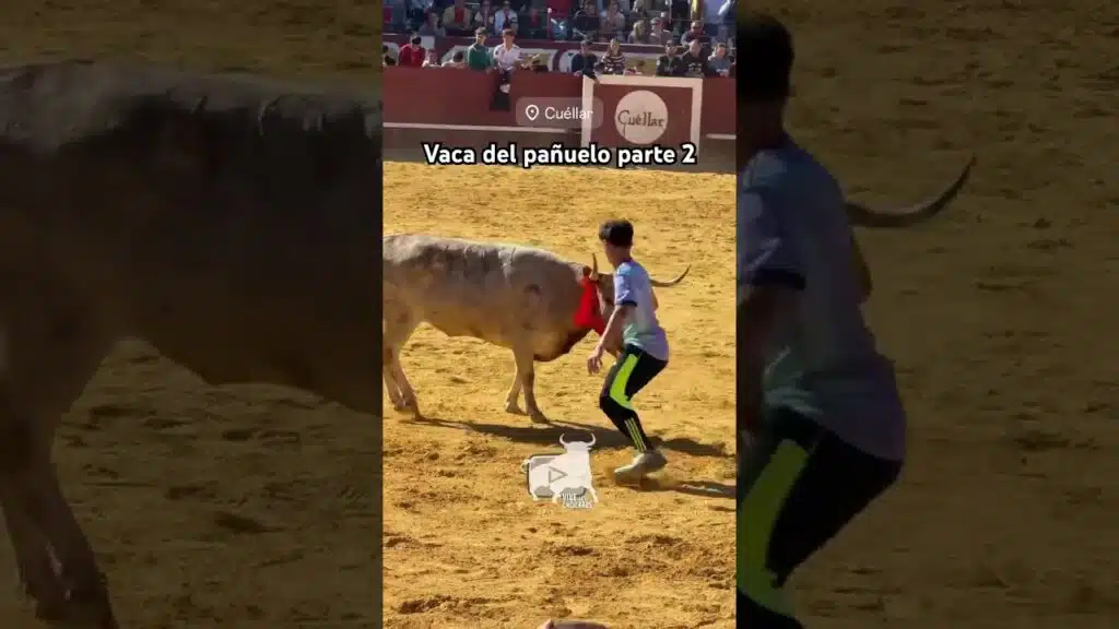 Vaca del pañuelo Cuéllar parte 2 #shorts