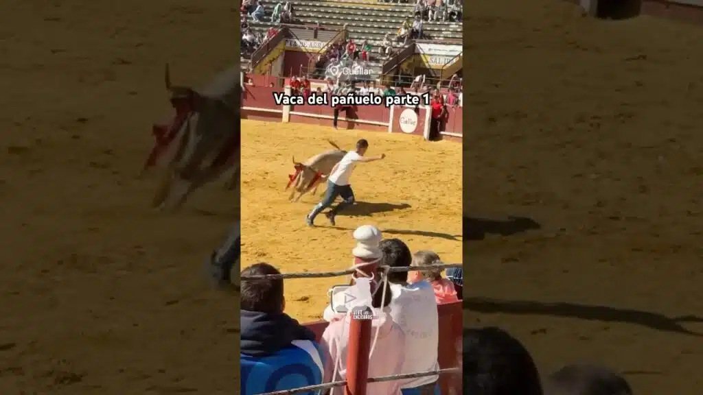 Vaca del pañuelo Cuéllar parte 1 #shorts