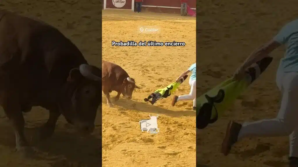 Probadilla del último encierro Cuéllar #shorts