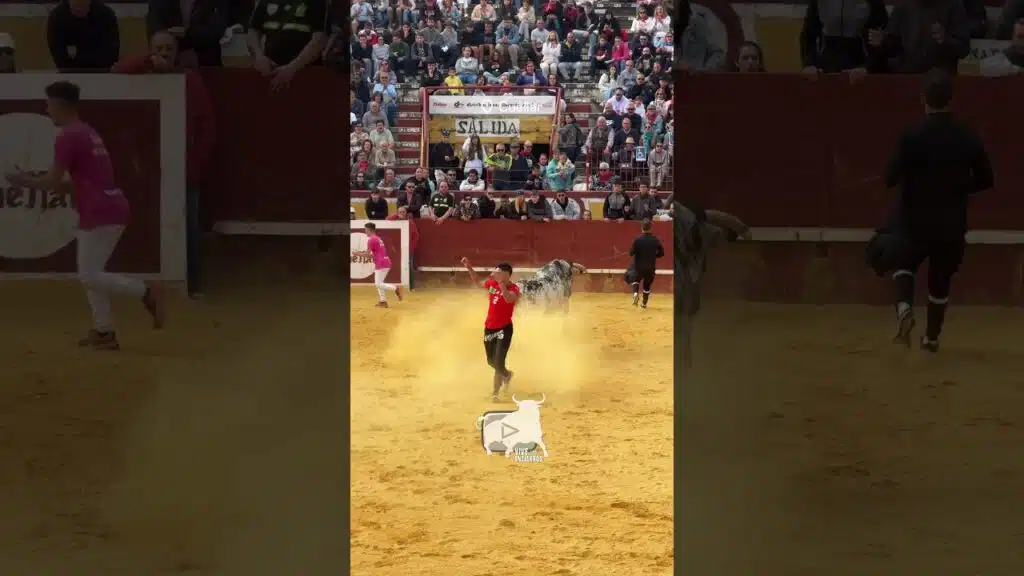 Salto a un toro burraco en Cuéllar #shorts