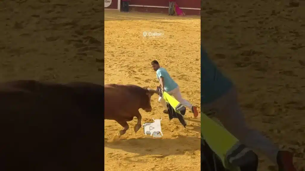 Mareando al toro en Cuéllar #shorts