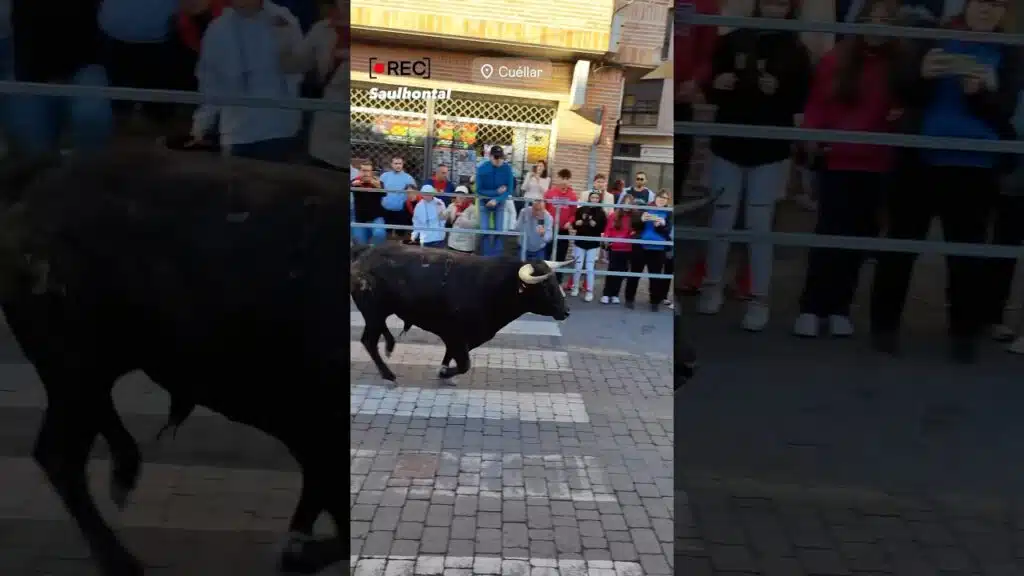 Dos toros rezagados en las calles #cuellar #shorts