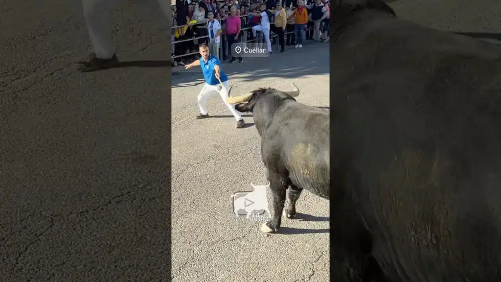 Pastores convenciendo al toro a entrar #cuellar #shorts