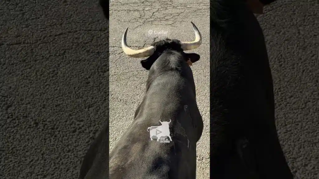 Este toro se niega a entrar #cuellar #shorts