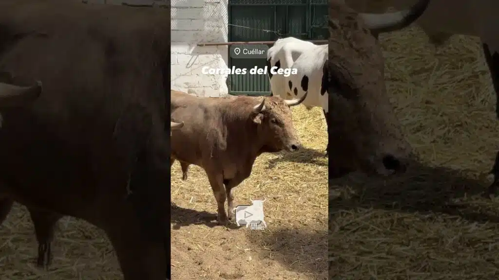 Toros de Aurelio Hernando descansando en los corrales del Cega #shorts