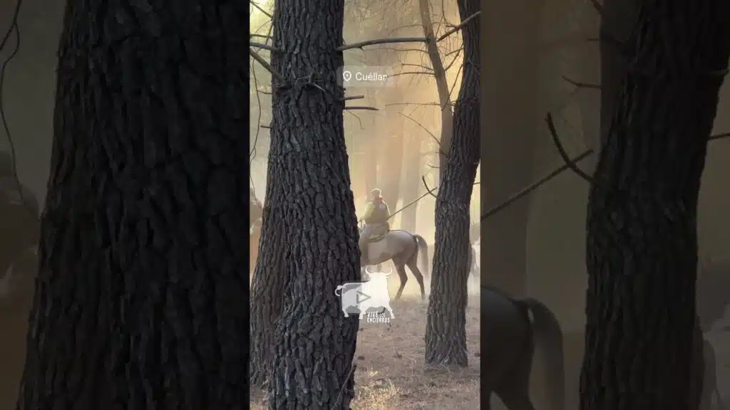 Paso por los pinares #cuellar #shorts
