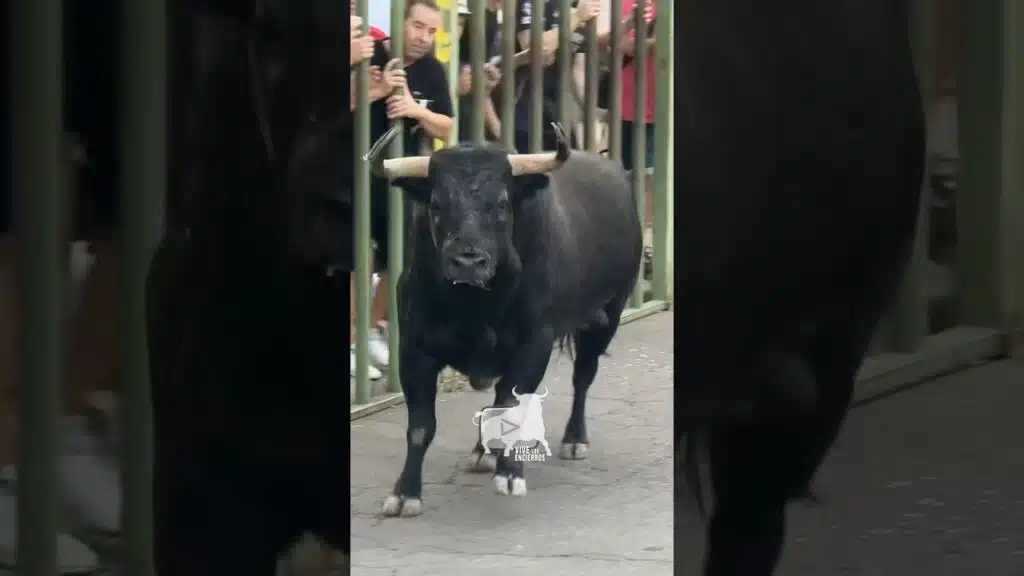 Precioso el toro de la ganadería de Partido de Resina en Yuncos, Toledo #toros #vivelosencierros