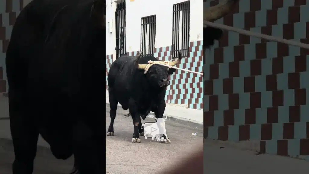 Arrancada inesperada y peligrosa de este gran toro en Yuncos, Toledo #vivelosencierros #shorts