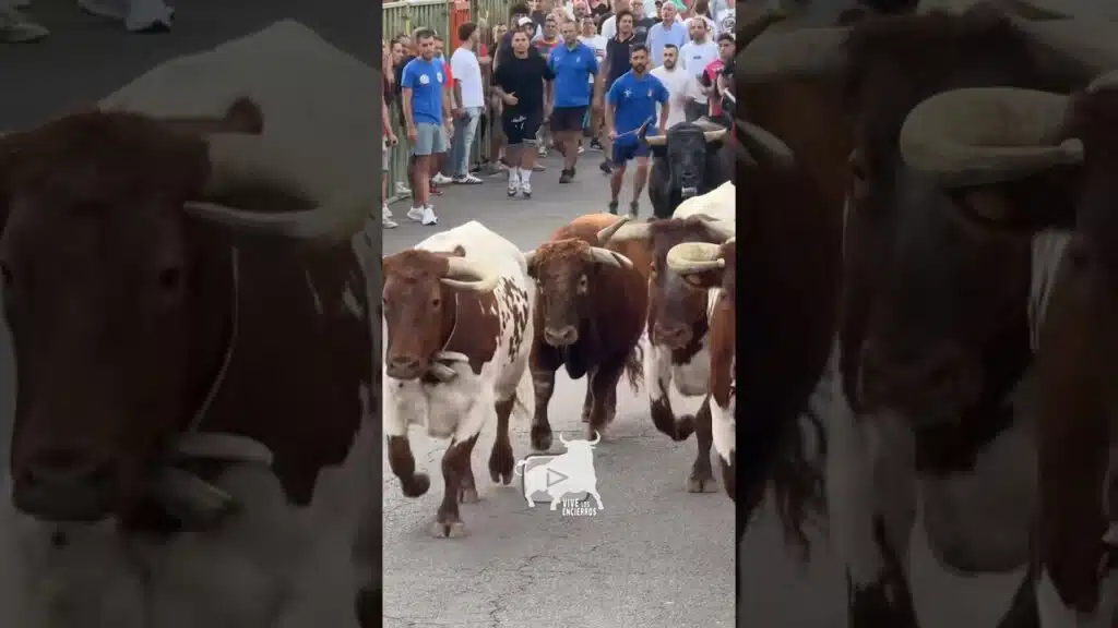 Bonito el toro de la ganadería de Gabriel Rojas en Yuncos, Toledo #toros #vivelosencierros