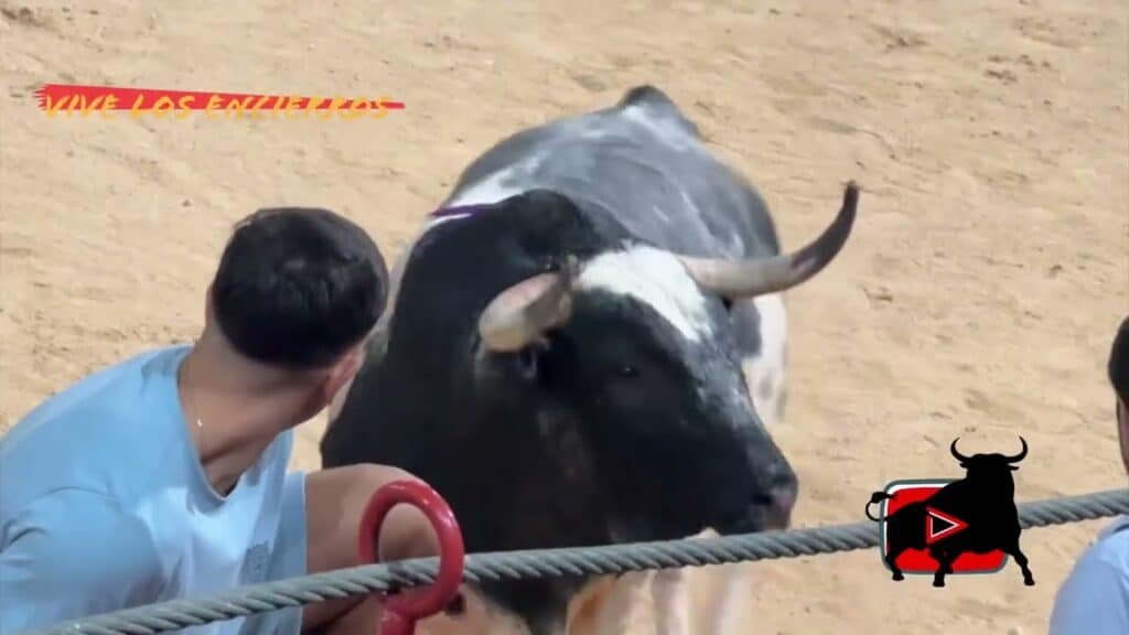 Encierro con 2 Toros de cajón #navalcarnero