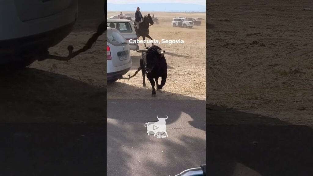 Toro se sale del recorrido #cabezuela #shorts