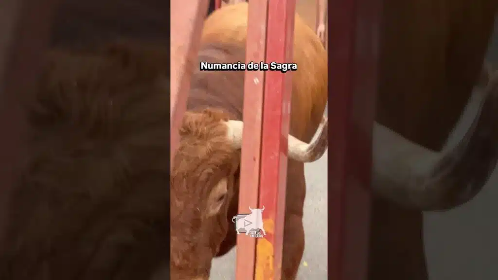 🥵 Momento de peligro en las vallas # shorts