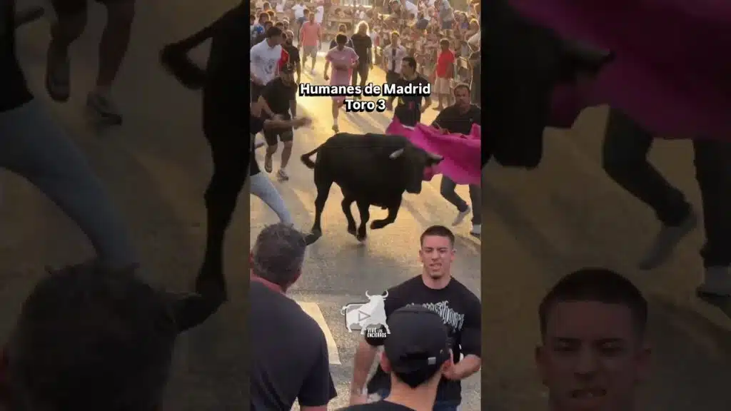 Encierro Humanes toro 3 #shorts