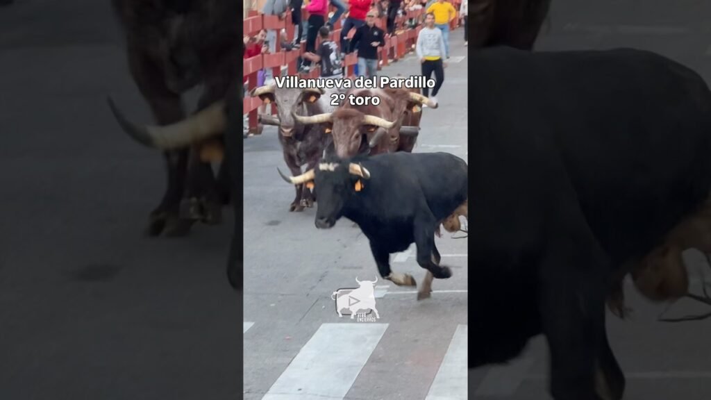 🐂 Segundo toro #villanuevadelpardillo #shorts
