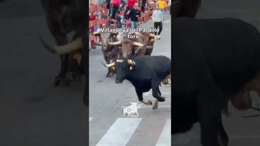 🐂 Segundo toro #villanuevadelpardillo #shorts