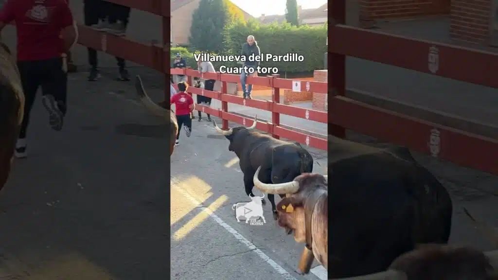 Cuarto toro encierro #villanuevadelpardillo #shorts