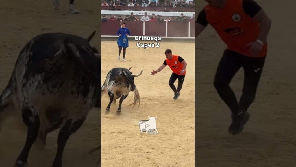 Capea en #brihuega parte 2 #shorts