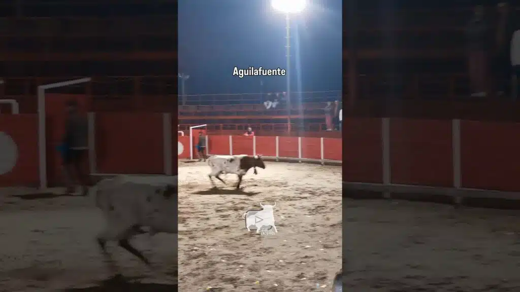 🐂 Un manso algo bravete #shorts
