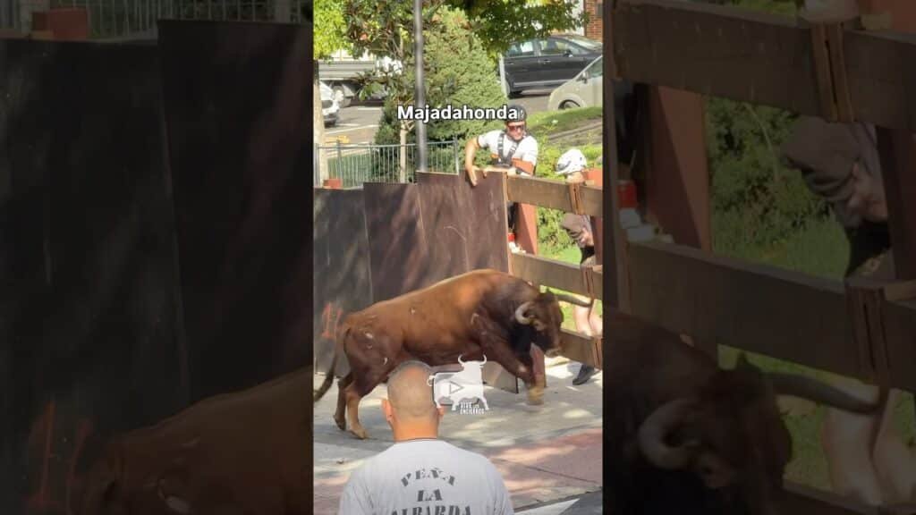 Toro se niega a salir #majadahonda