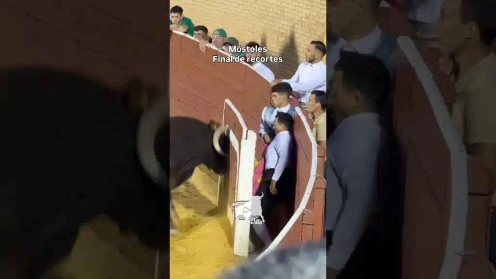 Final concurso de cortes #mostoles #shorts
