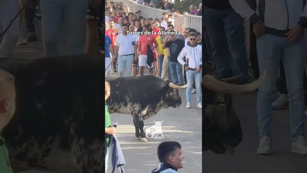 Primer toro encierro Torres de la Alameda #shorts