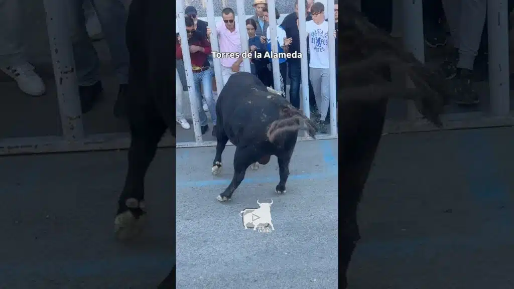 Tercer toro del encierro de Torres de la Alameda #shorts ￼