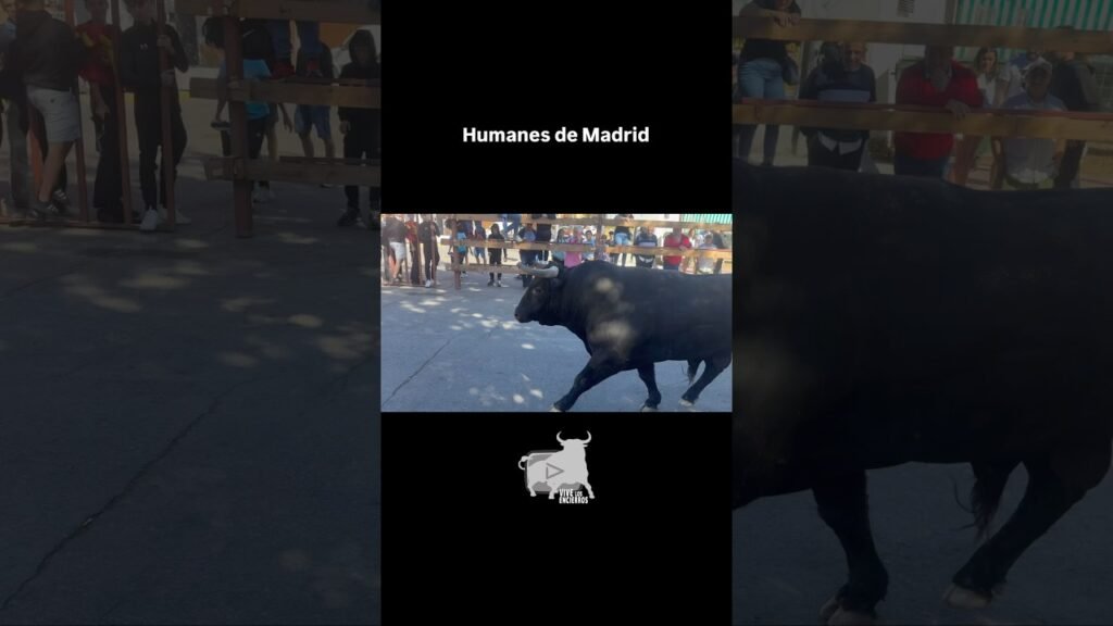 Enorme toro en #humanesdemadrid #shorts