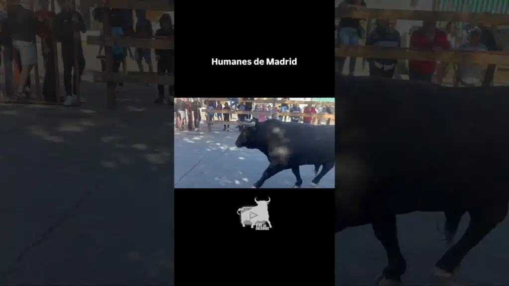 Enorme toro en #humanesdemadrid #shorts