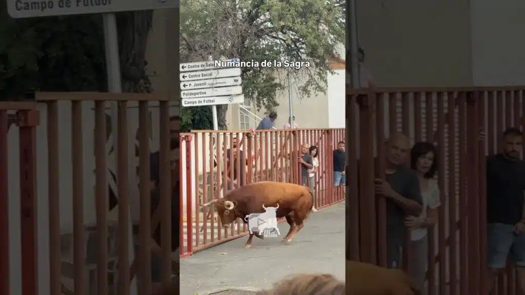 Bravura la de este toro en #numanciadelasagra #shorts