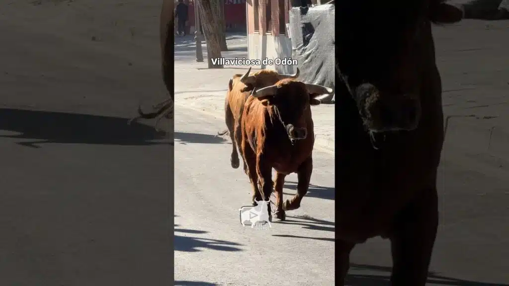 Dos toracos en encierro de #villaviciosa #shorts