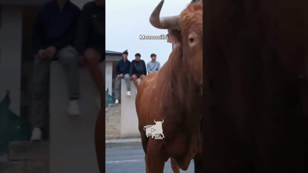 Torete bravo en #mozoncillo