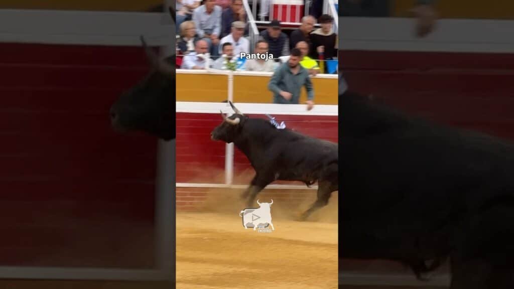 El toro “Aislado” saliendo como un tiro #shorts