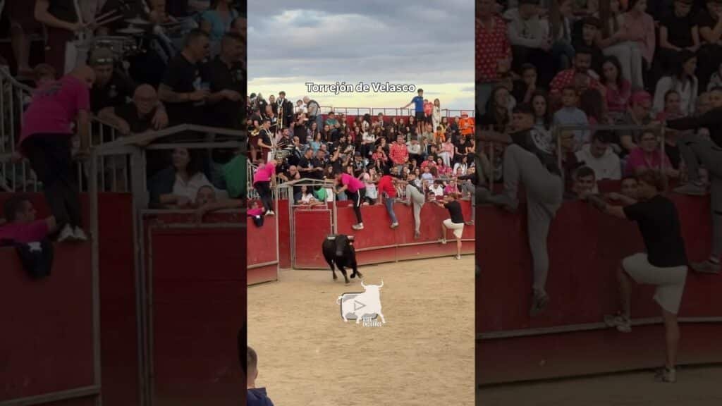 Novillo muy bravo e incansable en #torrejondevelasco #shorts
