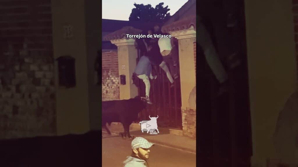 😅¡Sube, sube que nos pilla el toro! #shorts