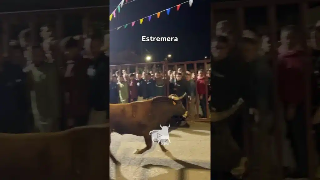 Primer toro encierro Estremera #shorts