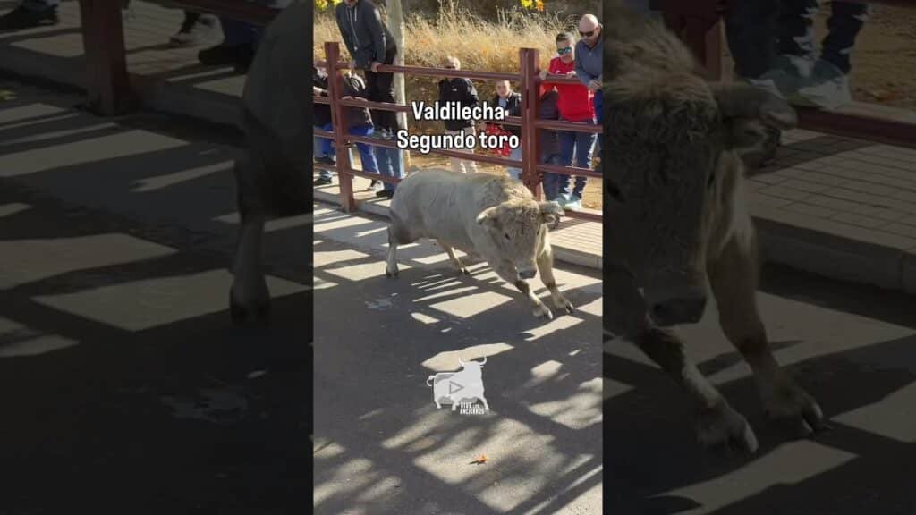 Segundo toro jabonero encierro Valdilecha #shorts