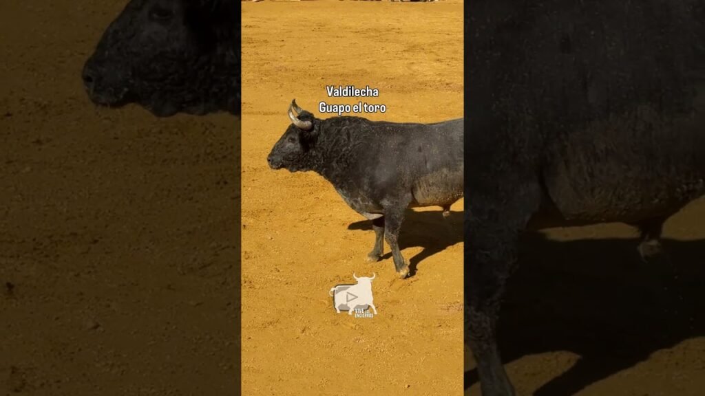 Muy guapo el primer toro en Valdilecha #shorts