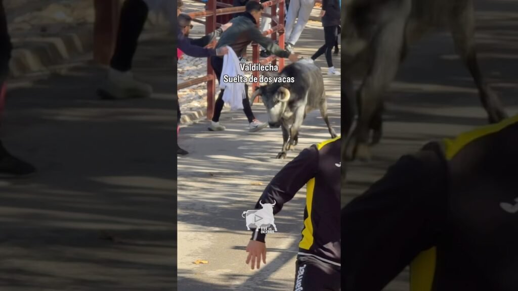 Suelta de dos vacas Valdilecha