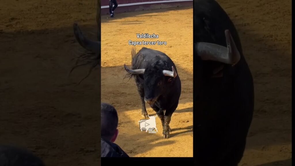 Tercer toro capea Valdilecha parte 2