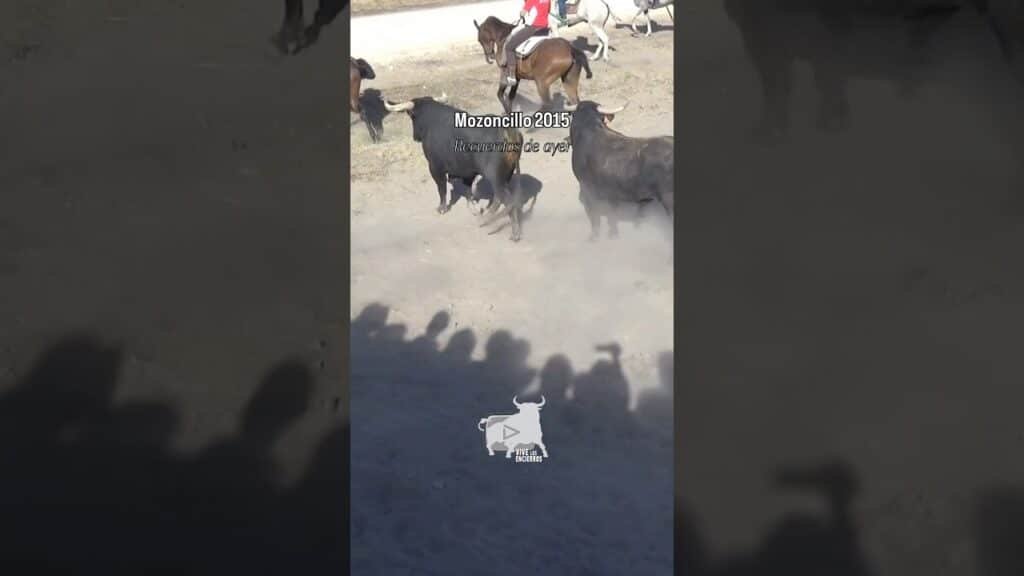 Dos toros a la fuga Mozoncillo 2015 #shorts