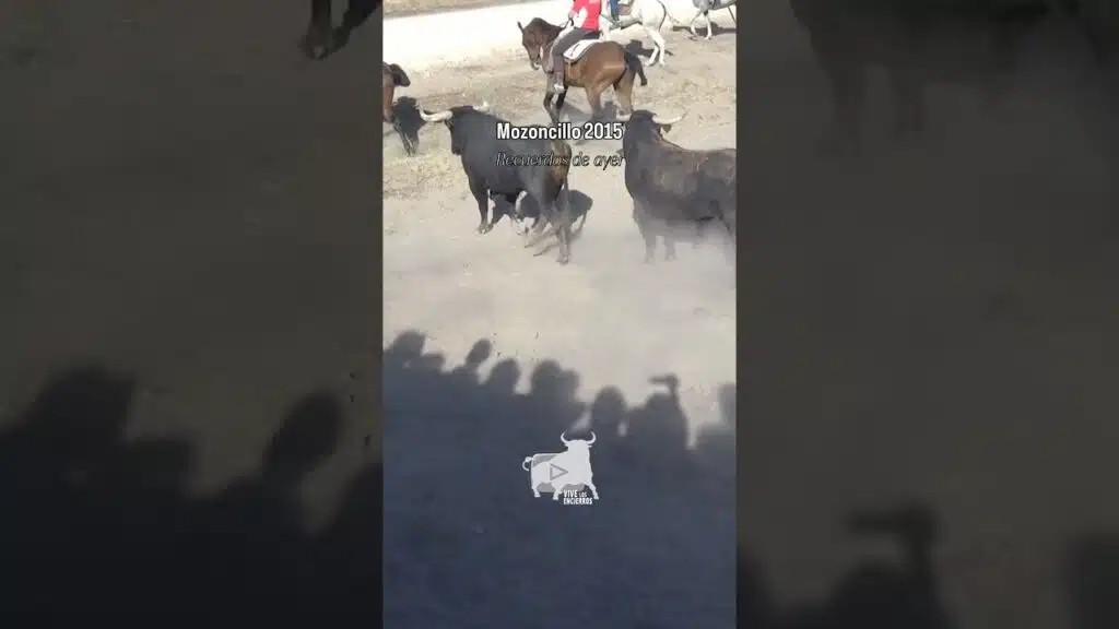 Dos toros a la fuga Mozoncillo 2015 #shorts