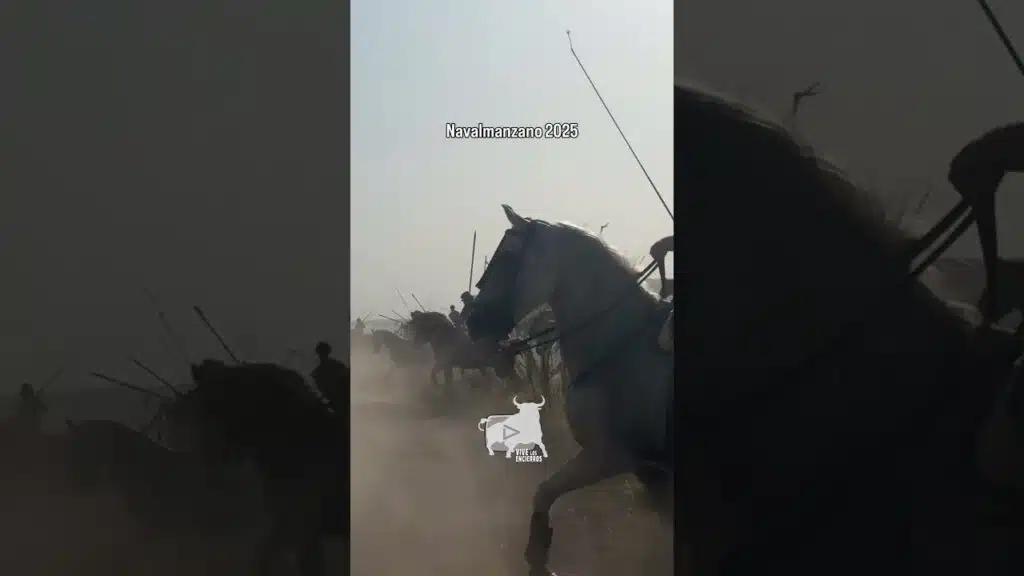Toros cruzando la carretera Navalmanzano 2025 #shorts