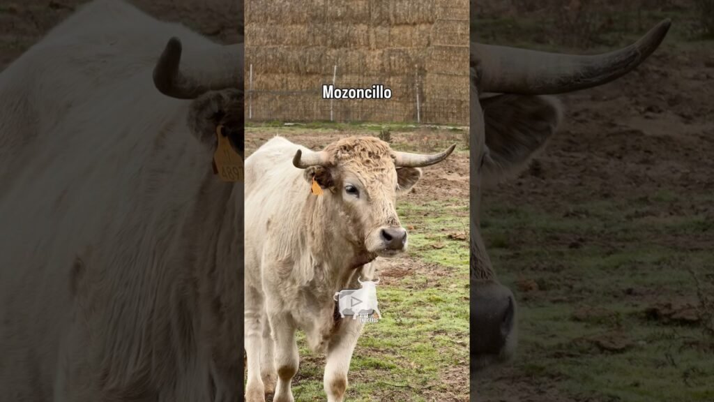 Mansos pastando en Mozoncillo #shorts