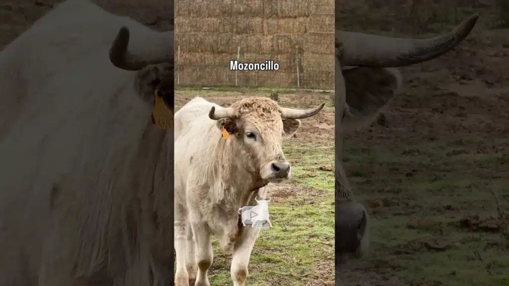 Mansos pastando en Mozoncillo #shorts