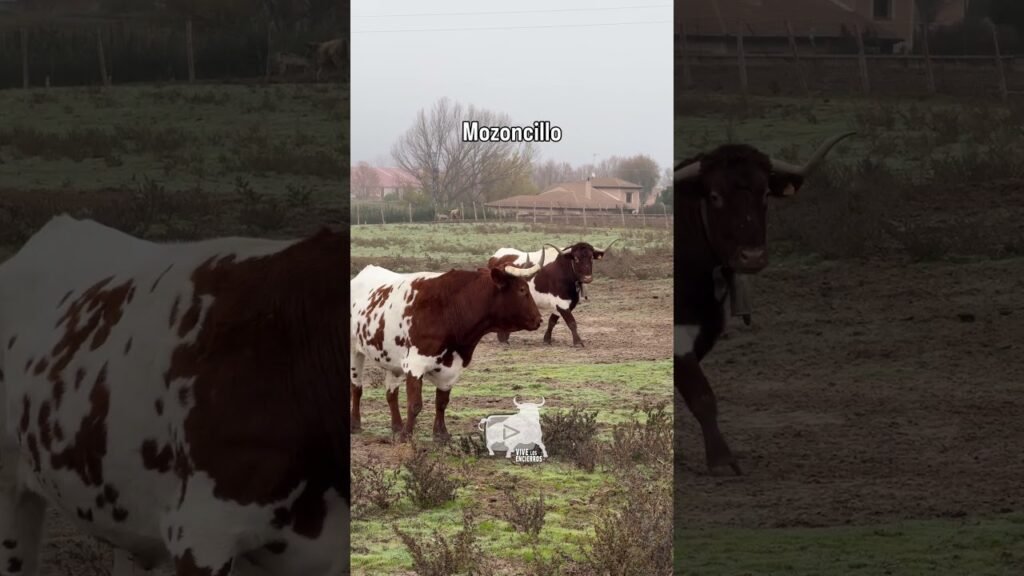 Bueyes descansando en la fría mañana en Mozoncillo #shorts