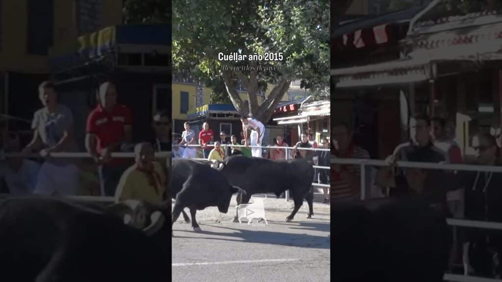 Toros chocan llegando a la plaza de Cuéllar 2015 #shorts