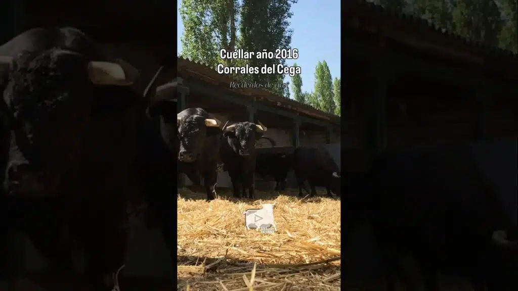 Toros y mansos en los corrales del Cega | Cuéllar año 2016